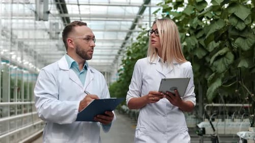 Man Woman Agronomist Checking Plant Growing Fertility Condition Talking Working at Greenhouse