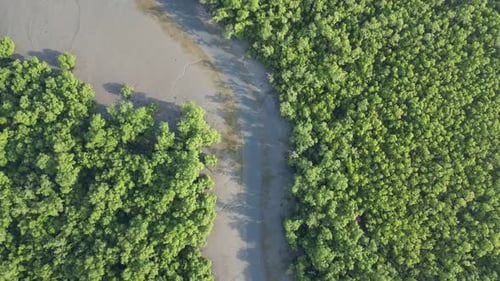 A river with a green mangrove forest on either side