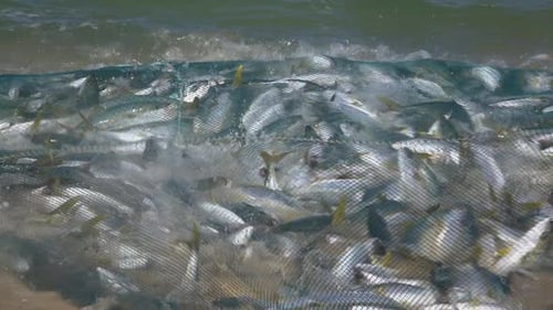 Fische im Netz am Strand