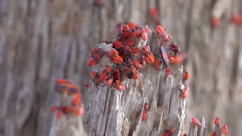Des punaises de feu européennes se rassemblent sur une souche d'arbre