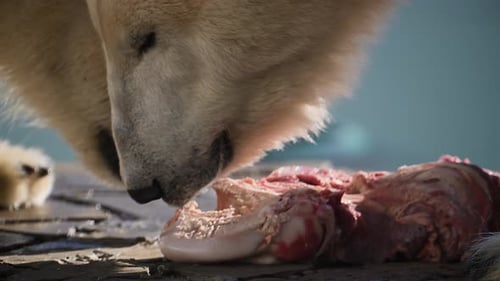 De belles images de portrait d'un énorme ours polaire dans un paysage naturel près de l'eau froide de l'océan Mangez cru