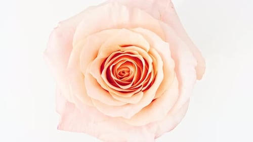Pale Pink Rose Blooming in Bright Daylight