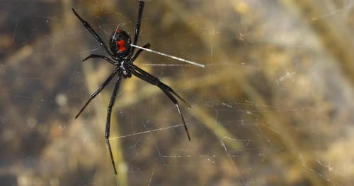 Static video of a Southern Black Widow Spider Latrodectus in a web