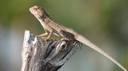 Small Lizard Perched on Wooden Branch
