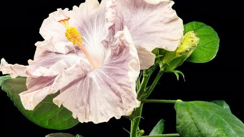 Pale Pink Hibiscus Flower Blooming in Time Lapse