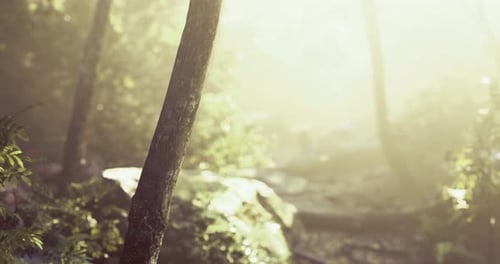 Sunlight Streaming Through Trees in a Serene Forest During Early Morning