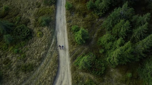 Drone Trekking in Sunny Spruce Forest