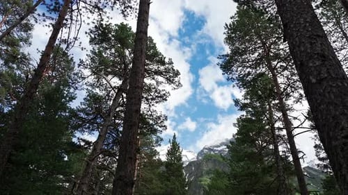 Camera Moving Under Pine Trees Canopy Showing Majestic Mountain