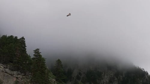 Eagle Soaring Over Mountainous Landscape on Overcast Day