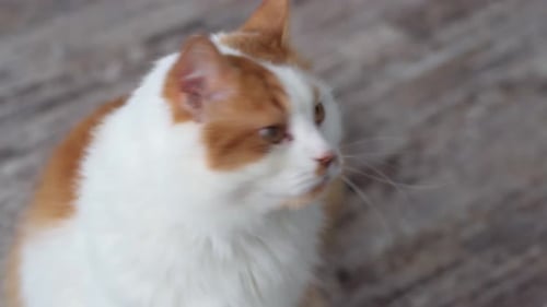 Close-up of the muzzle of a fluffy white-red cat