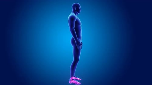 3D Human Body Rotating with Highlighted Foot Bones