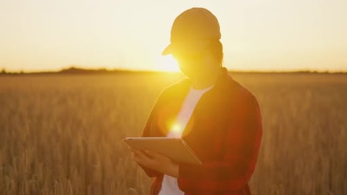 Analysis of Grain Ripeness and Harvest By a Farmer in the Field with a Tablet