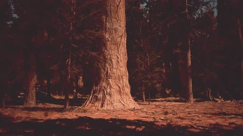 La forêt de séquoias s'illumine aux teintes chaudes du soir