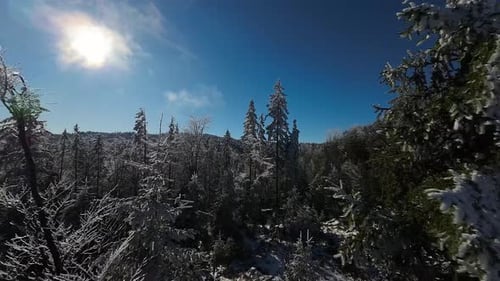Forêt d'hiver, nature enneigée, arbres d'hiver, paysage alpin, lever de soleil tôt le matin