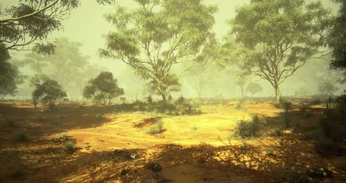 Dreamy Misty Eucalyptus Forest Landscape Animation
