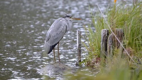 Majestätischer Graureiher, der in natürlicher Umgebung still in der Nähe von Wasser steht