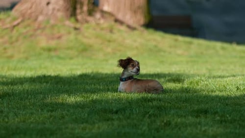 A cute little dog is lying on the grass in the park and resting animal training on the street