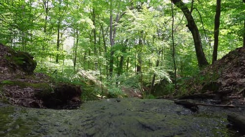 Peaceful forest stream surrounded by vibrant green trees. Ideal for nature-themed projects, relaxati