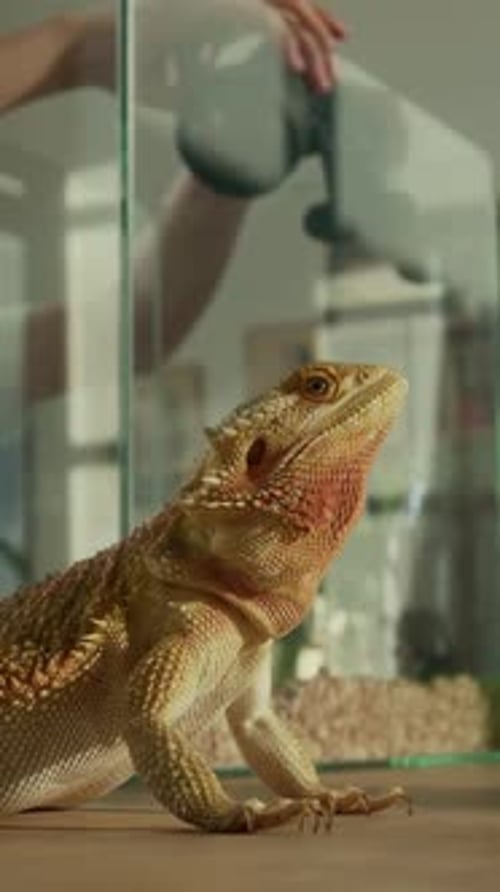 Le propriétaire de l'animal installe une lampe chauffante dans un terrarium pour iguane