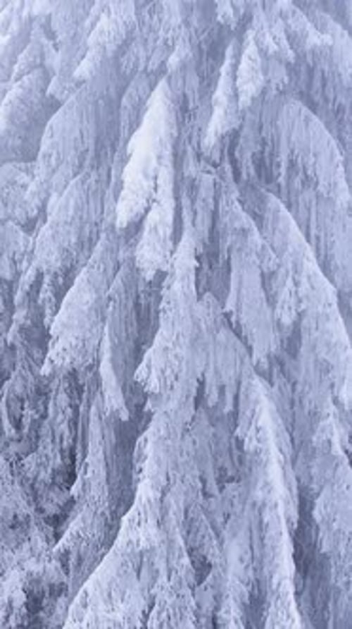 Im Winter frostbedeckte Pinien in einem verschneiten Wald