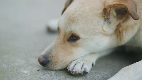 Mongrel Dog Lies on the Ground