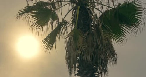 Tropical Palm Tree at Sunset. of Sunset with Tropical Palm Tree