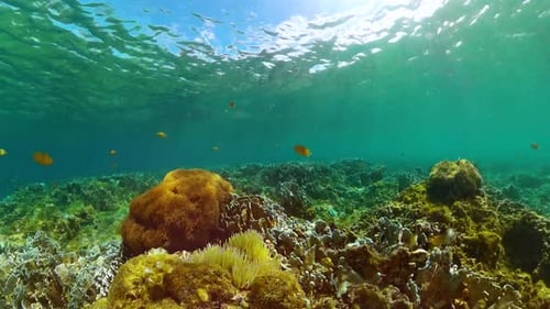 Underwater Coral Reef with Colorful Tropical Fish