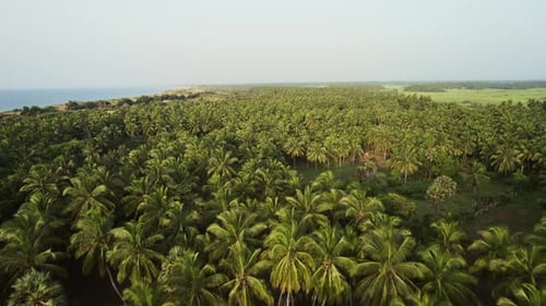 Aerial View of the Palm Tree Plantation From Above