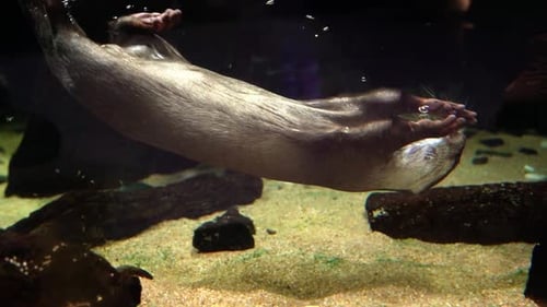Otter swimming underwater close-up view