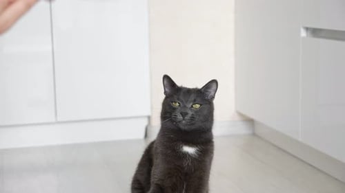 Playful Gray Cat Jumps for Toy Indoors