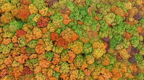 Beautiful Forest in Autumn Colors As Seen From Above