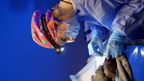 A Female Veterinarian Very Carefully Tries to Pull Out a Tooth From an Animal