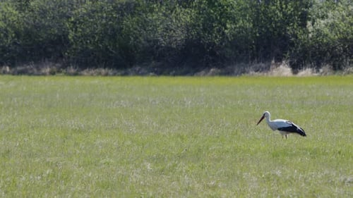 Medium shot of Stork (bird) looking for food on a meadow in summer. (4K Resolution)