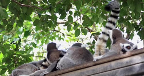 lemur with striped tail approaching his family