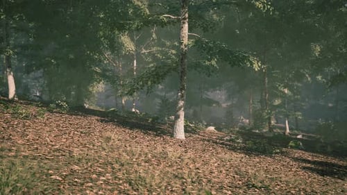 Gentle Sunlight Filters Through Trees in a Serene Forest Scene