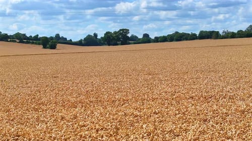 Campos de cebada dorada antes de la cosecha en verano
