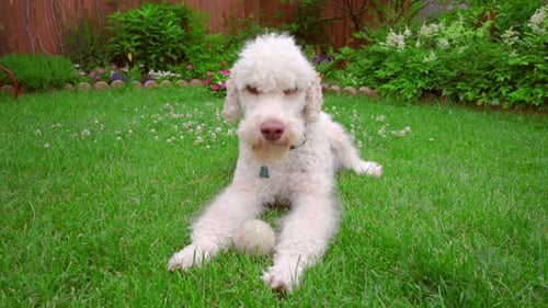 Labradoodle Lying Down at Green Lawn. White Dog on Grass. White Labradoodle
