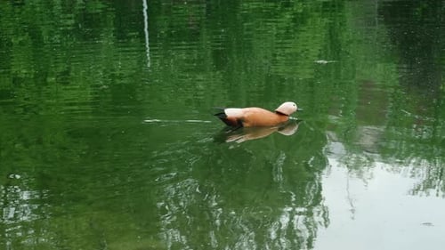 Ruddy Shelduck schwimmt im Teich