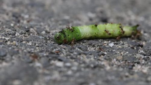 Ants covering a caterpillar, biting it and trying to drag it back to the nest.