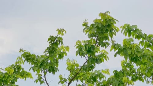 Rain Dropping on tree, new leaves coming after the first rain