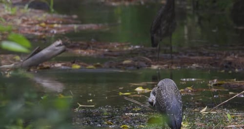Wading birds forage among fallen leaves and reflections in a calm woodland pond