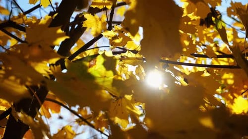 Golden Autumn Leaves Swaying Gently in Sunlight
