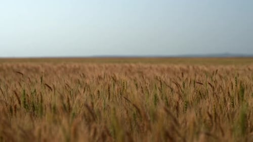 Weizen, der im Wind schwankt