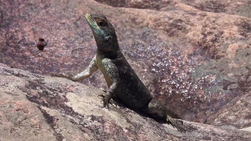 Lizard Standing on a Rock in Sunlight