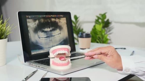 Dentist Examines Jaw Model in Bright Office