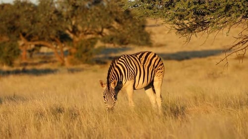 Plains Zebra In Late Afternoon Light, South Africa
