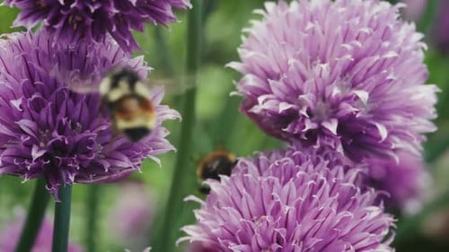 Bees Feeding On Nectar Of Blooming Purple Chive Flowers. Close-up Shot