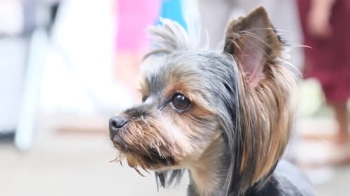 Closeup of a Cute Pet's Head