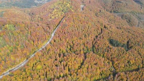 Autumn Forest