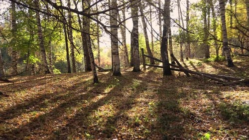 Autumn Forest